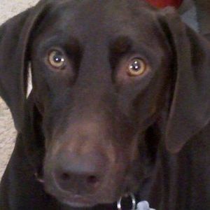 Meet your Posher, Missy